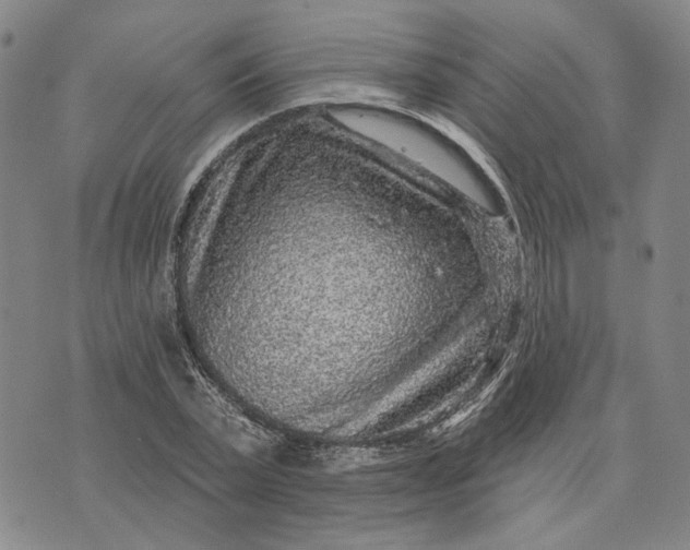 X0000076340783200610161733