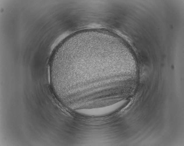 X0000076341171200610161726
