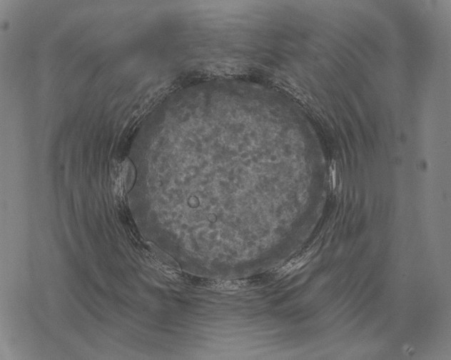 X0000076341251200610161725