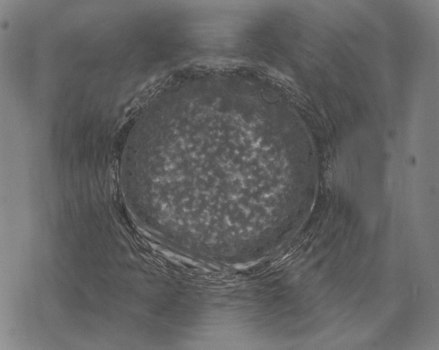 X0000076341397200610161722