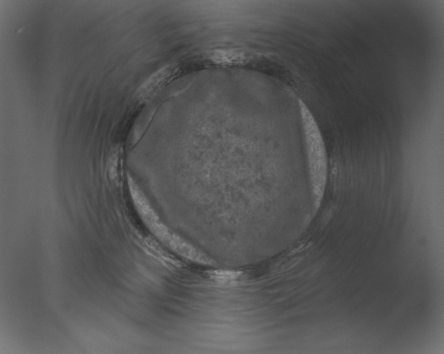 X0000076340233200610201742