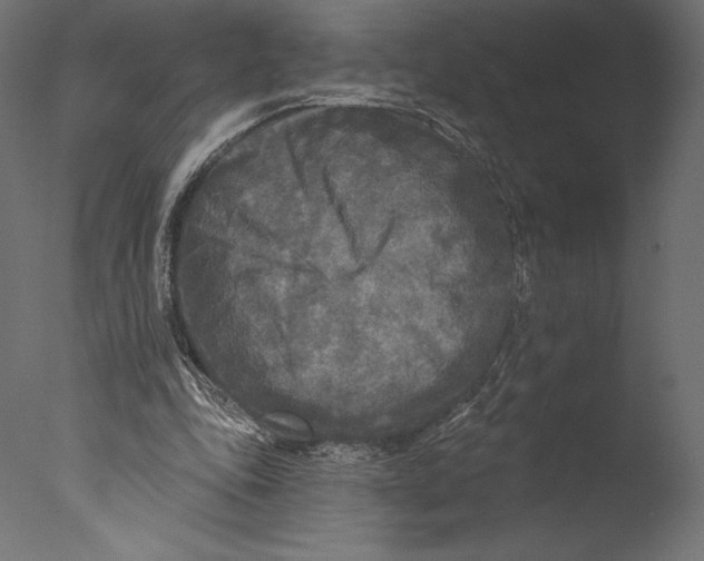 X0000076340343200610201740