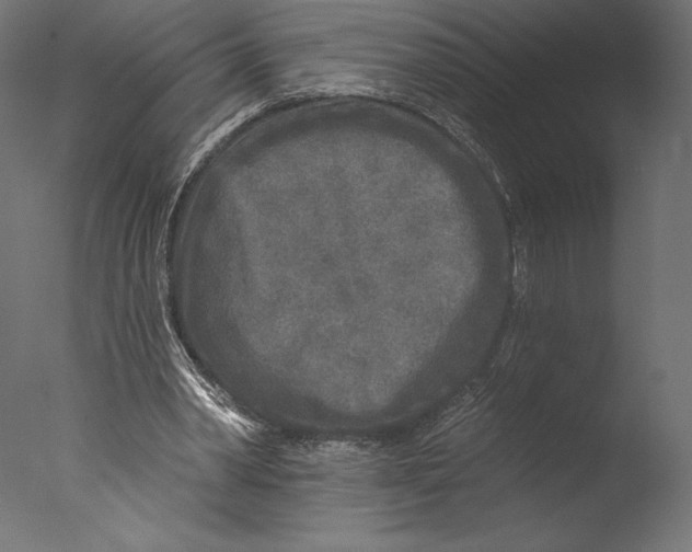 X0000076340390200610201740