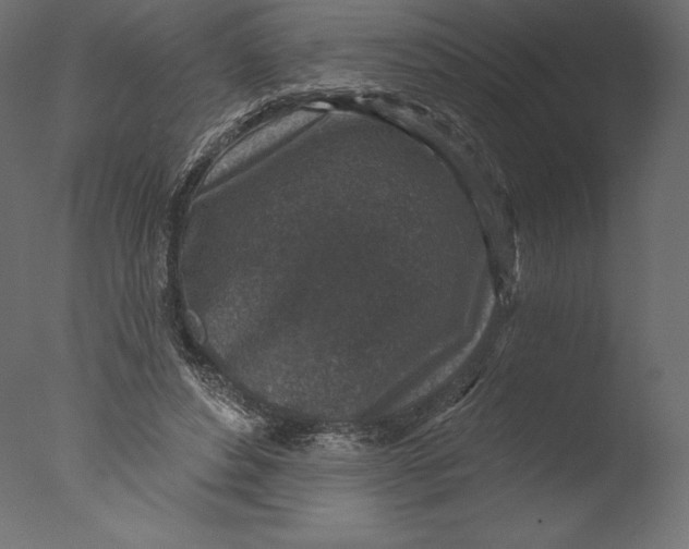 X0000076340496200610201738
