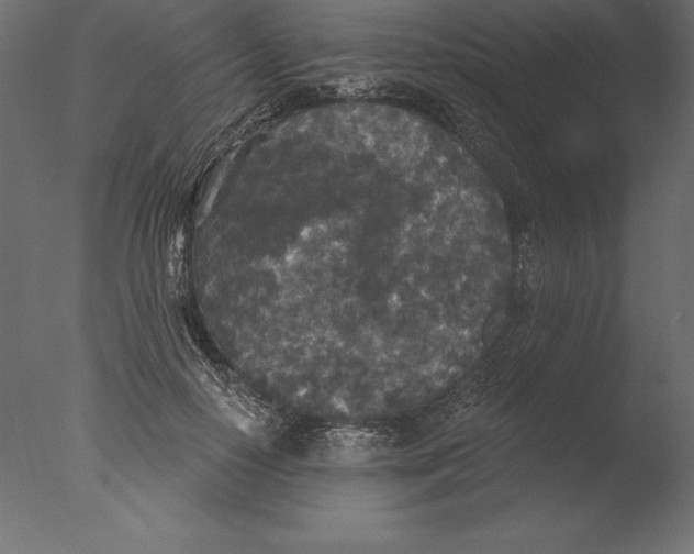 X0000076340650200610201732