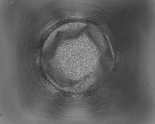 X0000076341015200610201725