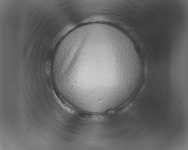 X0000076341233200610201722