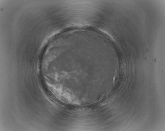 X0000076340736200610272054