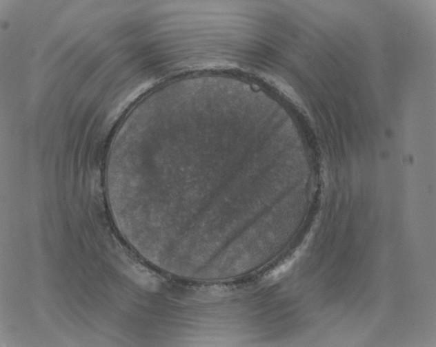 X0000076340881200610272052