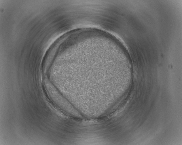 X0000076340887200610272052