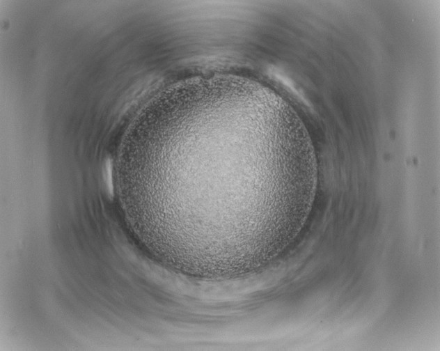X0000076350022200609291208