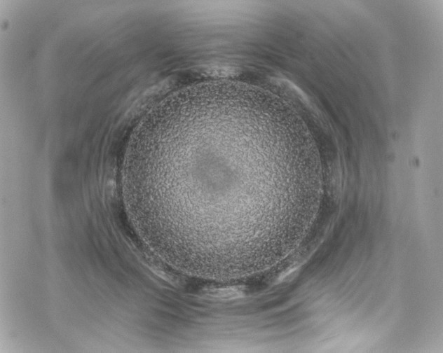 X0000076350553200609291159