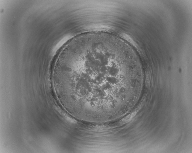 X0000076351071200609291151