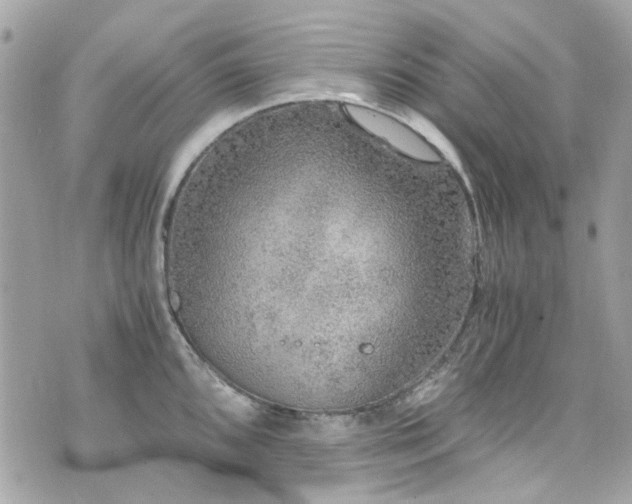 X0000076351096200609291151