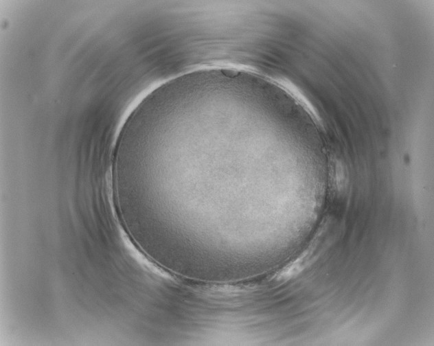 X0000076351100200609291151