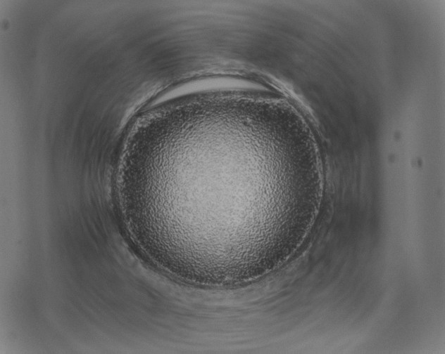 X0000076350010200610061537