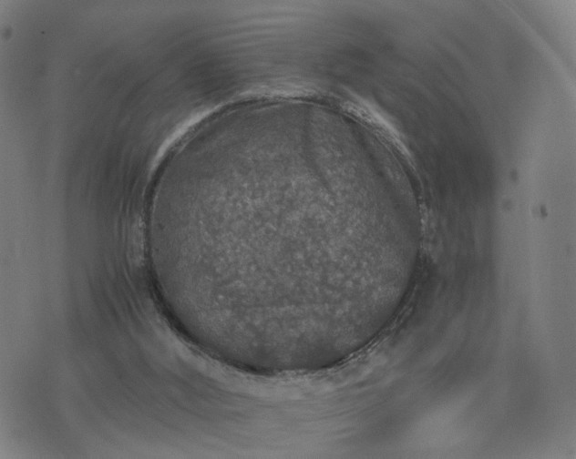 X0000076350012200610061537