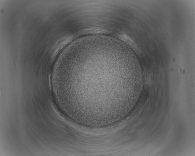 X0000076350014200610061537