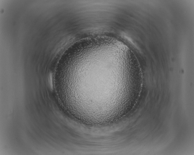 X0000076350022200610061537