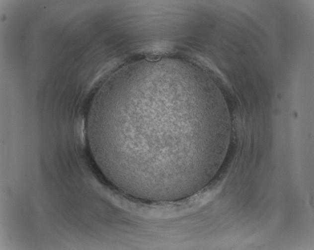 X0000076350024200610061537