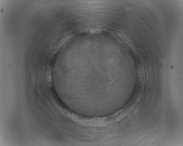 X0000076350032200610061537