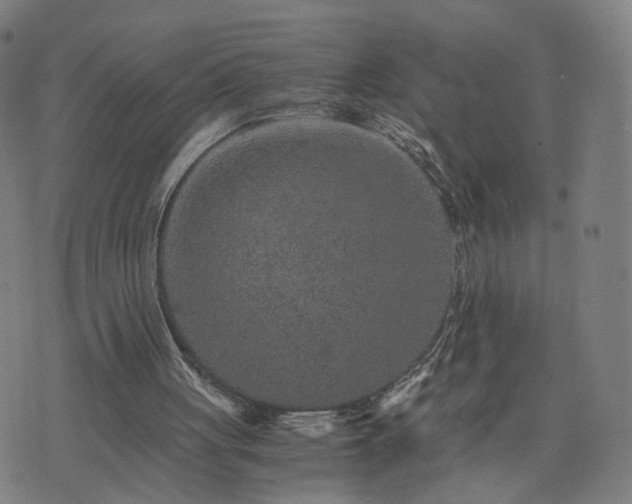 X0000076350051200610061536