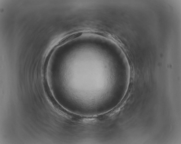 X0000076350055200610061536