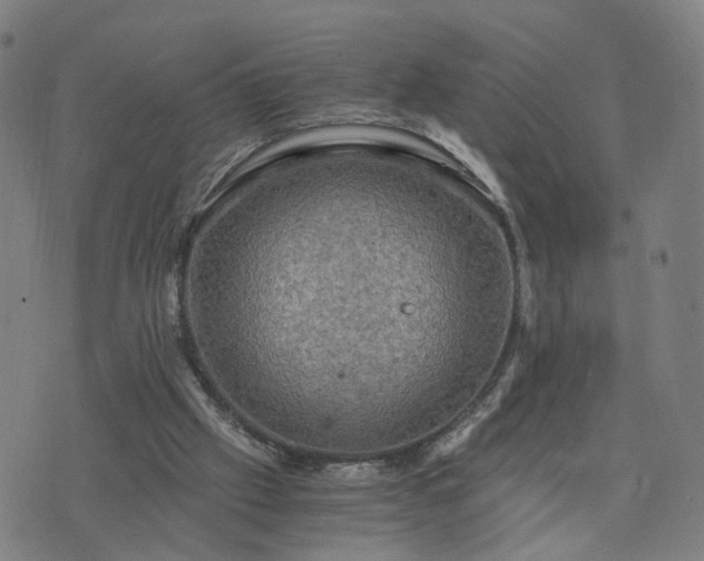 X0000076350057200610061536