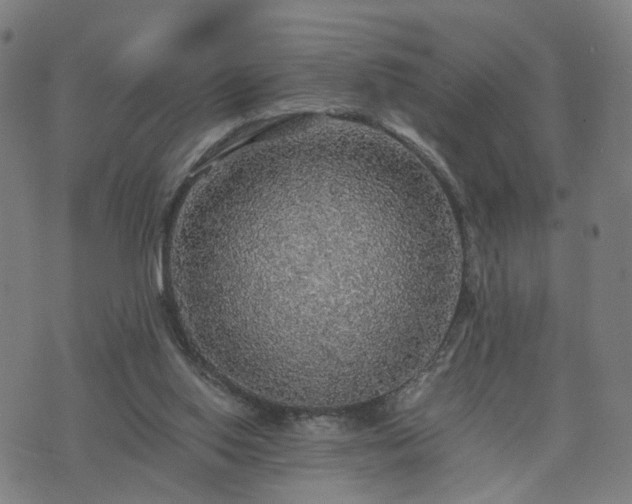 X0000076350062200610061536