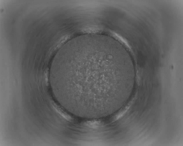 X0000076350065200610061536