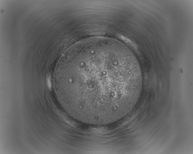 X0000076350069200610061536