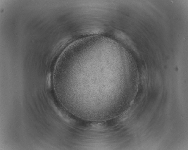 X0000076350070200610061536