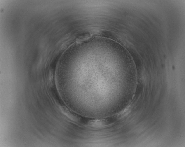 X0000076350082200610061536