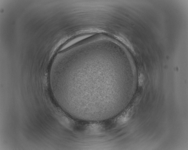 X0000076350111200610061536