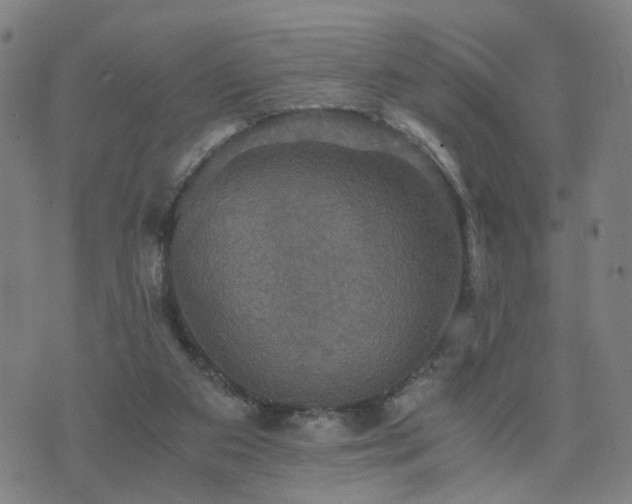 X0000076350113200610061536