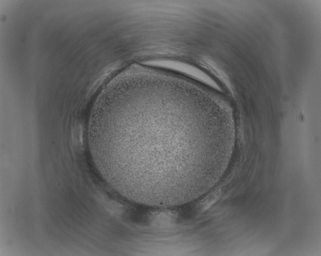 X0000076350115200610061536