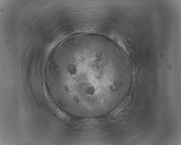 X0000076350145200610061534