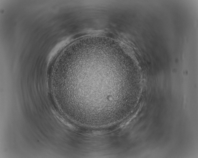 X0000076350149200610061534