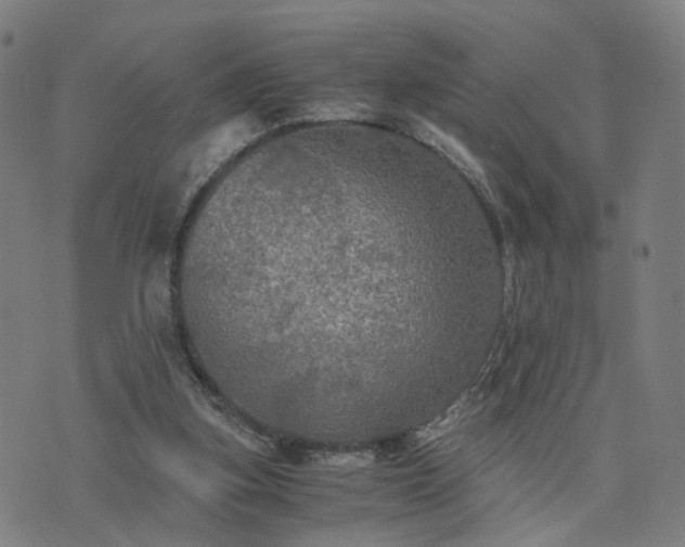 X0000076350155200610061535