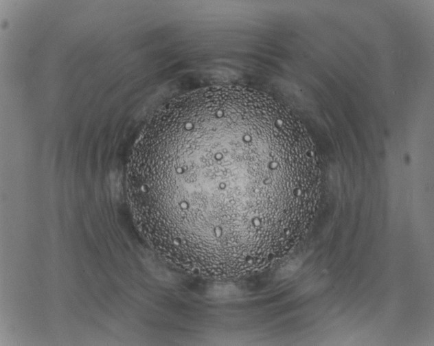 X0000076350177200610061535