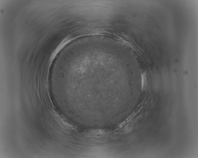 X0000076350195200610061534