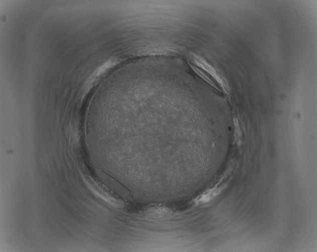 X0000076350203200610061534