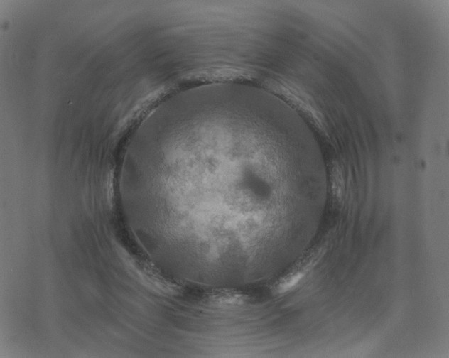 X0000076350206200610061534