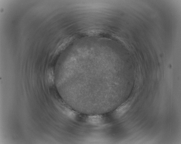 X0000076350240200610061534