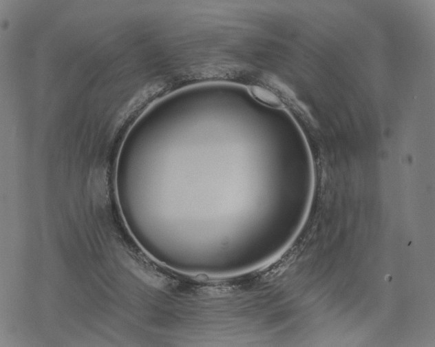 X0000076350250200610061533