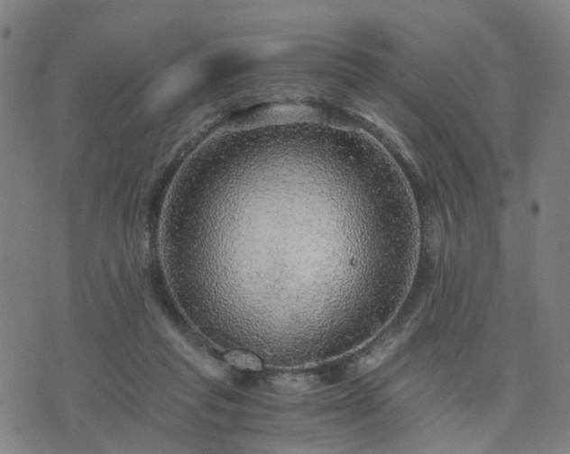 X0000076350261200610061533