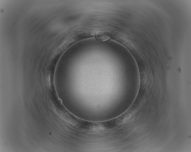 X0000076350262200610061533