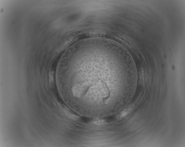 X0000076350278200610061533