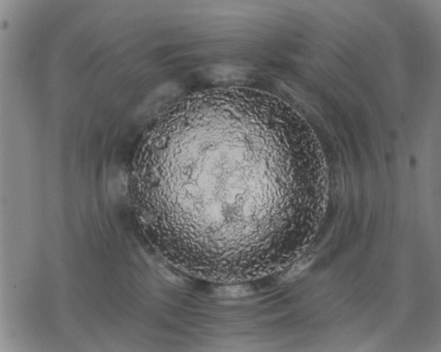 X0000076350281200610061533