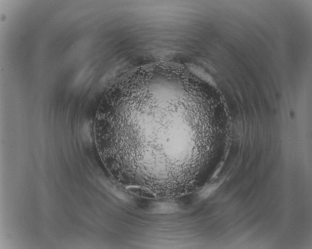 X0000076350286200610061534